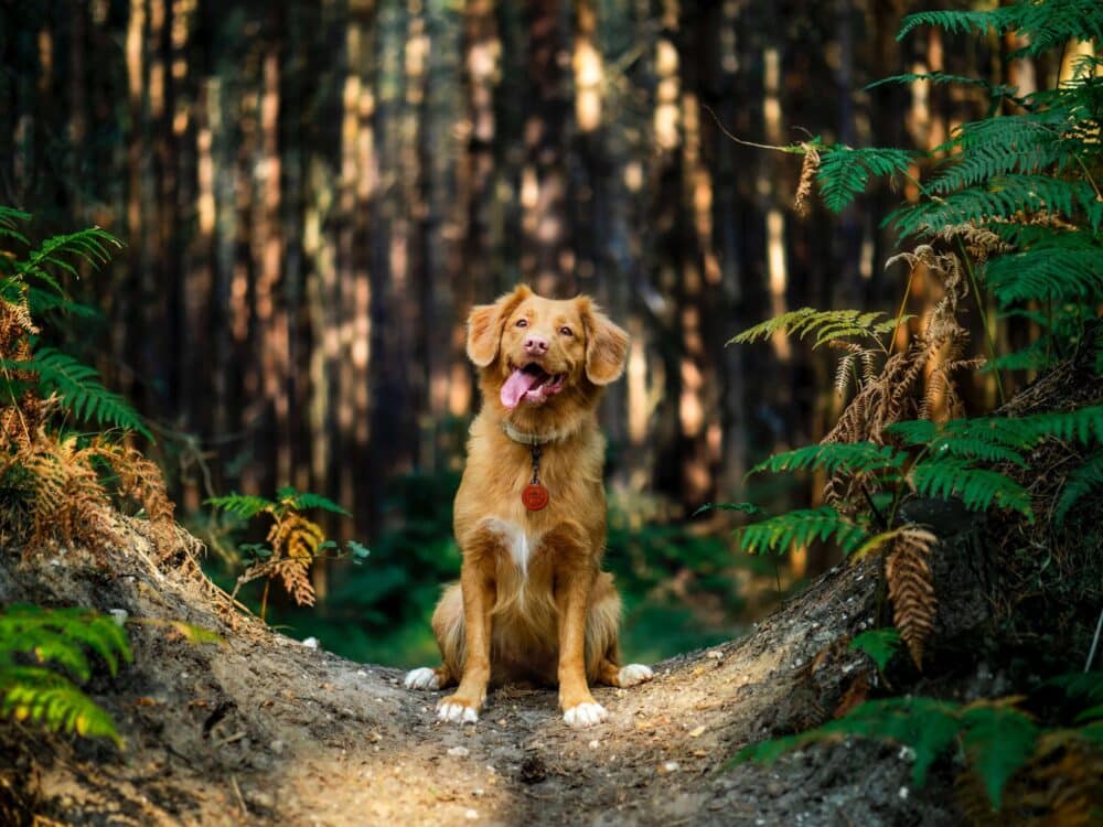 im Urlaub mit dem Hund